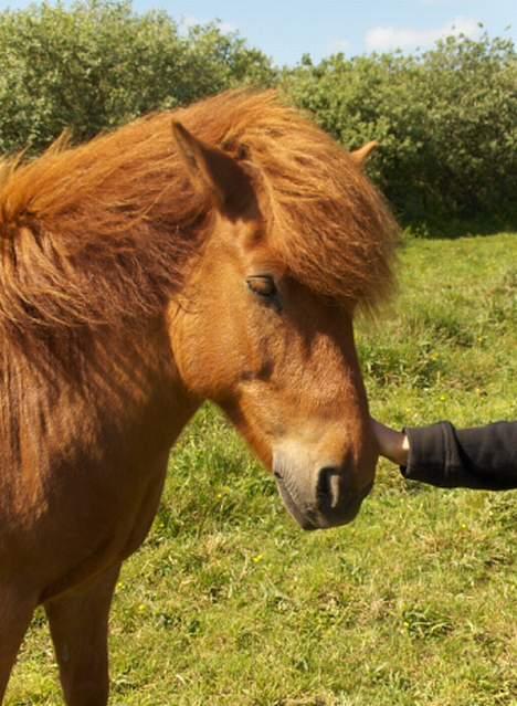 Islænder Ofeigur - Ude På Folden men der er han også dejliq! <33 billede 5