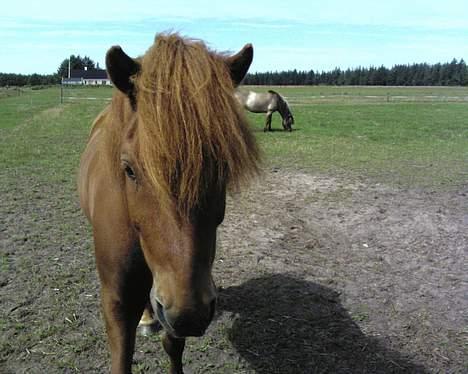 Islænder Ofeigur - Dejlig <3 billede 9