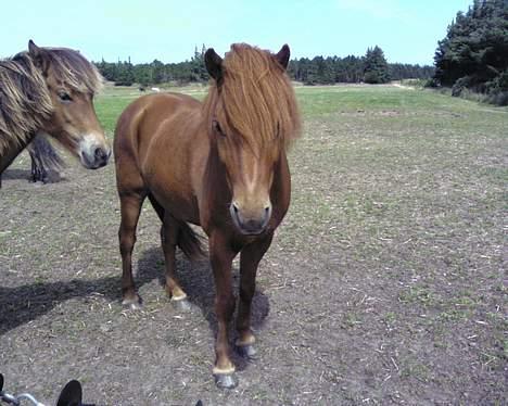 Islænder Ofeigur - Dejlig <3 billede 10