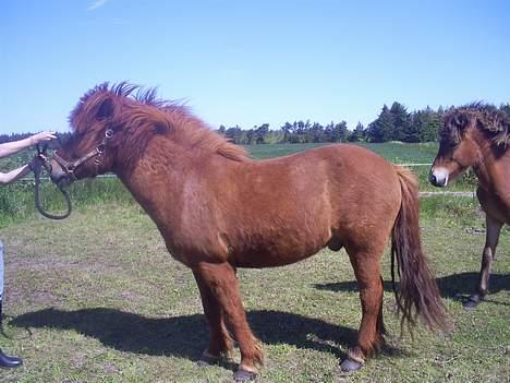 Islænder Ofeigur - En af mine venner der for ham til at stå pænt syntes han er pænere som han normalt ser ud! <3333333 Men han er osse Lækker der han er lækker alle steder <33 billede 11