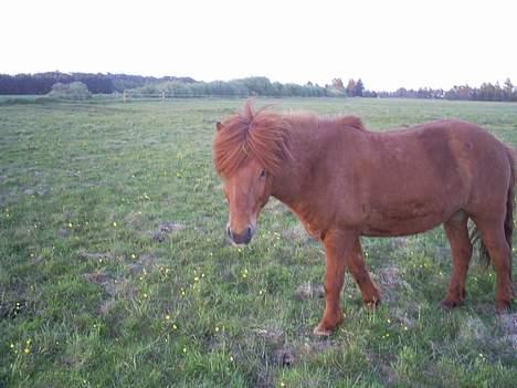 Islænder Ofeigur - Han Kommer Skridtene Imod mig for at Vælte mig i muderet <33333333333 billede 12