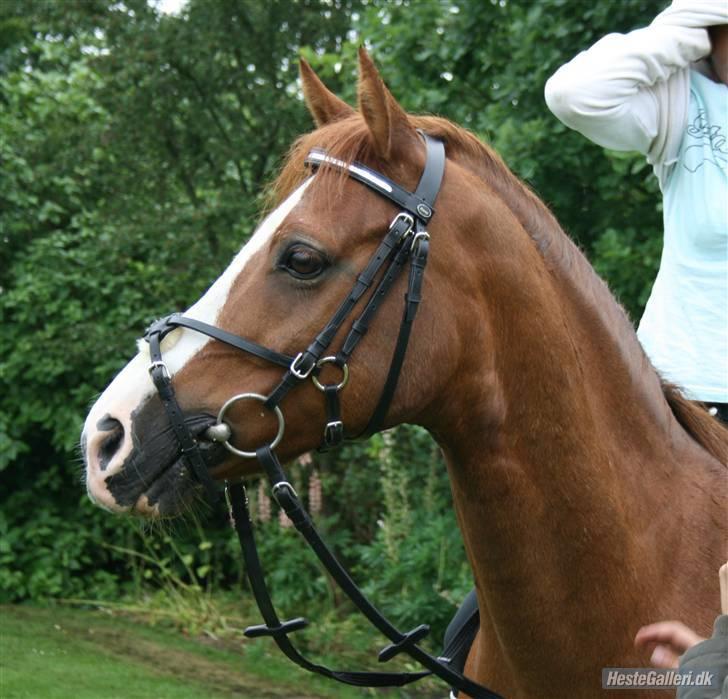 Anden særlig race Dinky-Boy solgt /; -  Foto: Anna skov Sørensen <3  billede 5