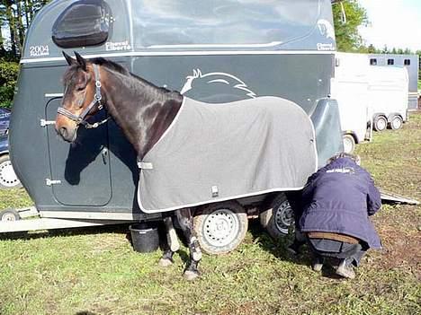 Anden særlig race Shakira (Solgt) billede 4