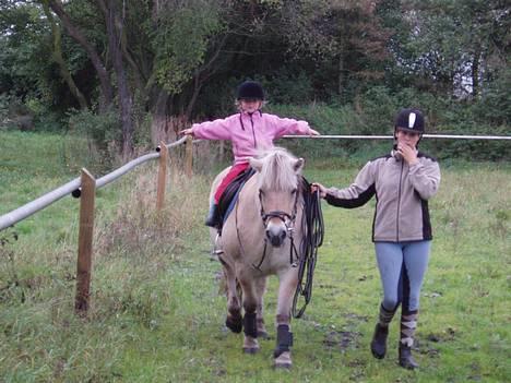 Fjordhest Mastrup Paw 1982-2009 - Dejlige Paw billede 4