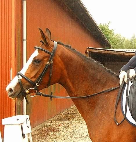 Anden særlig race      Pareille Pal - til stævne på solr da vi endu havde fødderne på sjælland billede 2