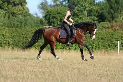 Anden særlig race      Pareille Pal - Galop, den gang min opstilling var af helveds til og pareille var i bedre form. sommer 06´ billede 3