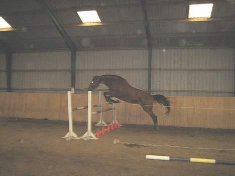 Dansk Varmblod Bøgelys Coruscant - hmm.. Jeg kan også godt springe.. billede 10