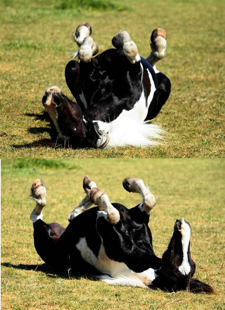 Irish Cob Rain  billede 9