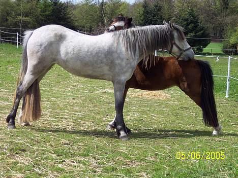 Connemara Freunds Fanny billede 10