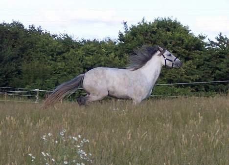 Connemara Freunds Fanny billede 15