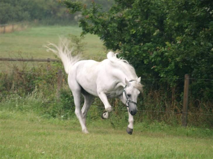 Connemara Marvel Van Graaf Janshof billede 12