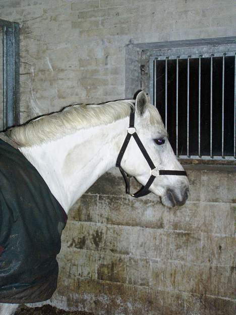 Connemara Skousboe sweet mandy SOLG billede 18