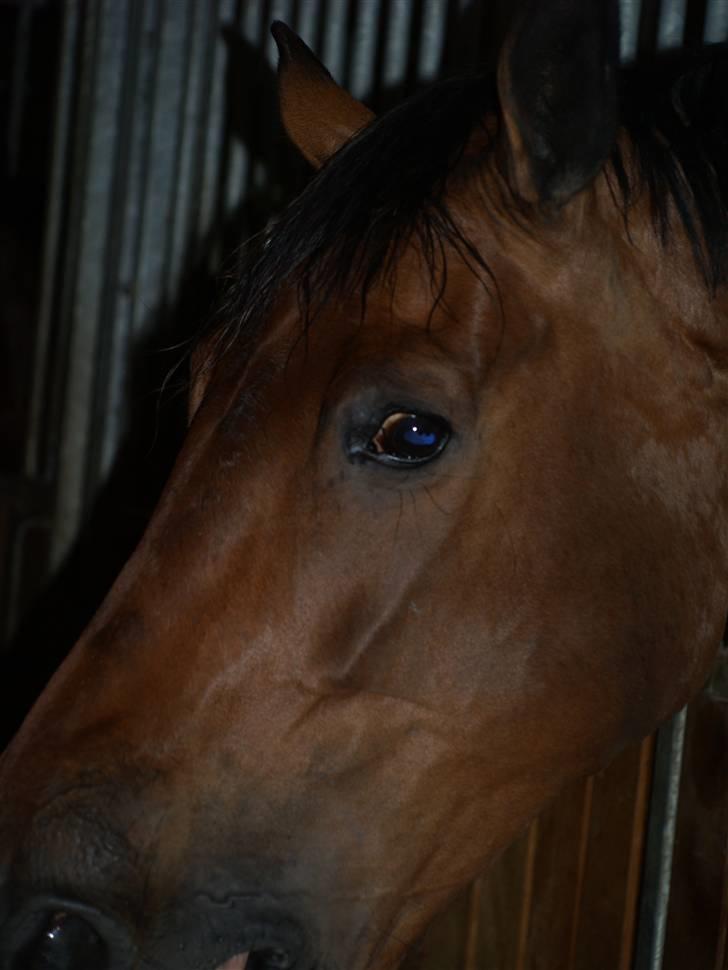 Holstener Miserable (solgt) - fin hest nyt cam billede 13