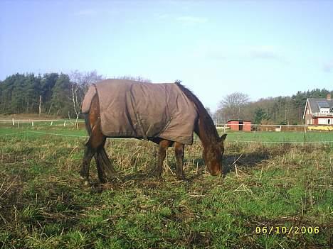 New Forest Henderson Sierra  - Sierra d. 12 dec. :) billede 9