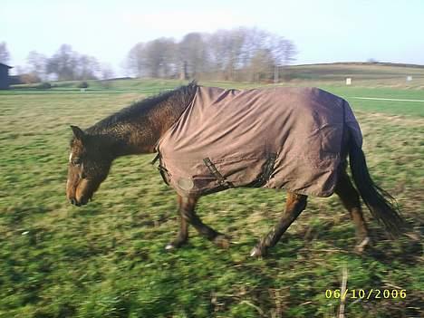 New Forest Henderson Sierra  - Igen, Sierra d. 12 dec. :) billede 10