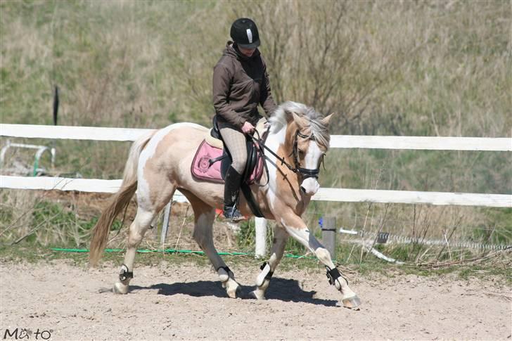 Anden særlig race Shy Lady - 3) Dressur på banen :) Foto: MATO billede 3