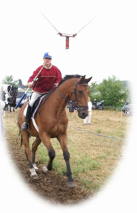 Holstener crossantino (solgt) - tino og mig i gennem galgen til ringridning billede 18