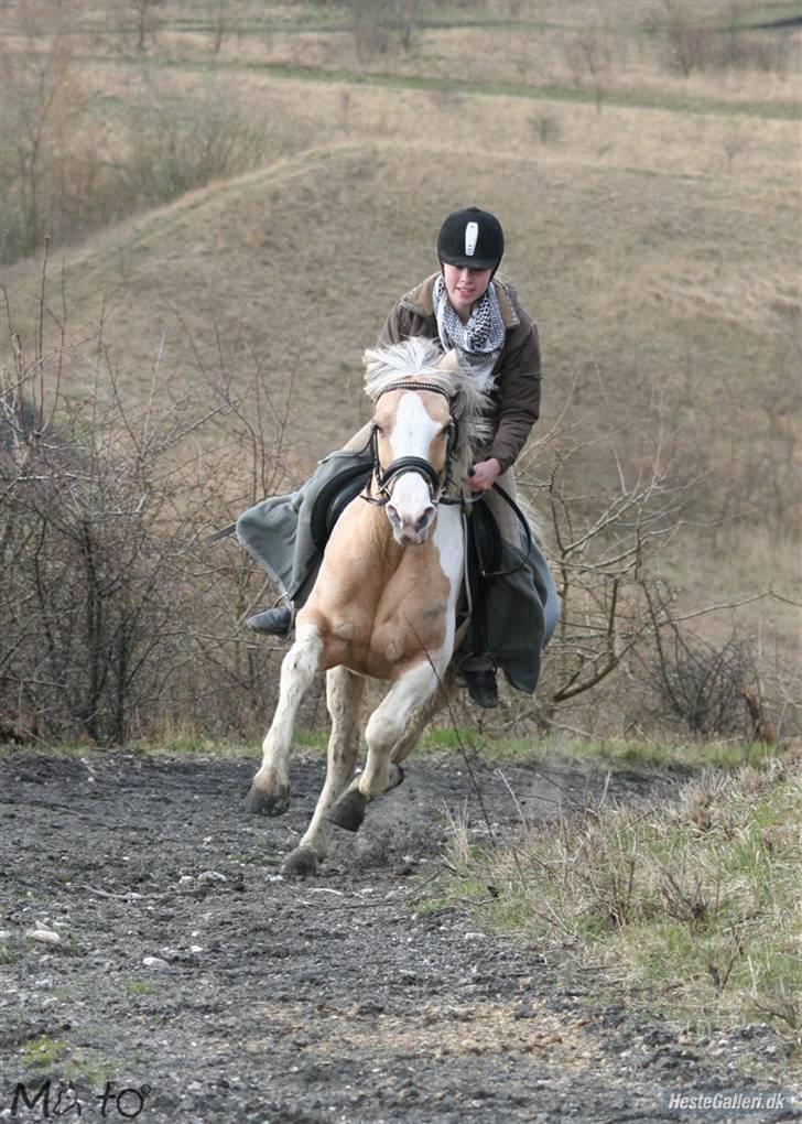 Anden særlig race Shy Lady - 4) Fuld fart fremad! ;D Foto: MATO billede 4