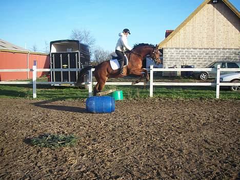 Dansk Varmblod Trobadur - Det er blevet bedre siden sidst 10 December ... men han er lidt sent på den ): billede 15