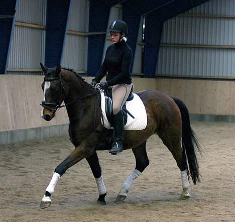 Trakehner Amree H SOLGT billede 6