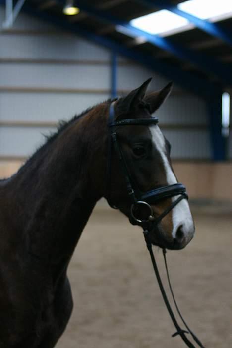Trakehner Amree H SOLGT billede 7