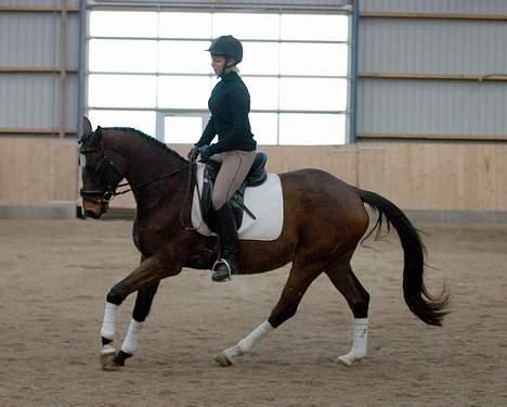 Trakehner Amree H SOLGT billede 8