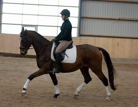 Trakehner Amree H SOLGT billede 9