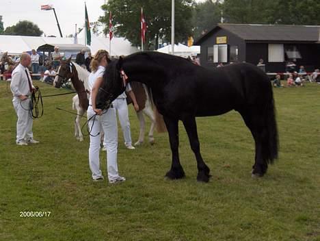 Frieser Hidde fan de"kromme Jelte' STER SPORT billede 18