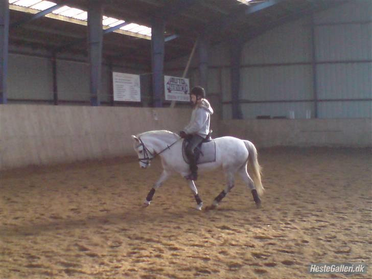 Welsh Pony (sec B) Freja billede 13
