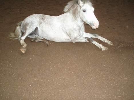 Welsh Pony (sec B) Freja billede 15