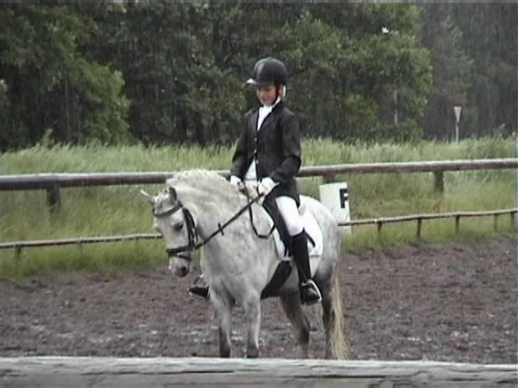 Welsh Pony (sec B) Freja - Parade billede 16