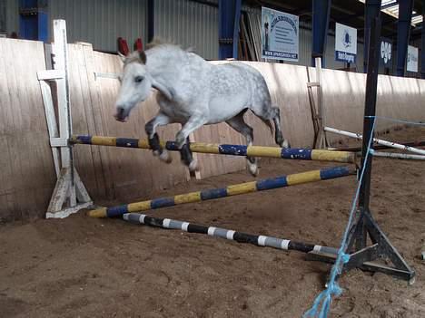 Welsh Pony (sec B) Freja billede 17
