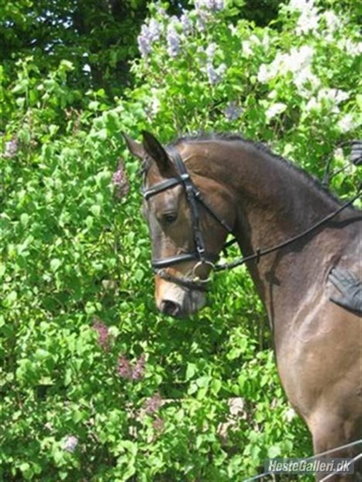 Trakehner Agacan H RIP billede 1