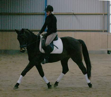 Trakehner Agacan H RIP billede 2