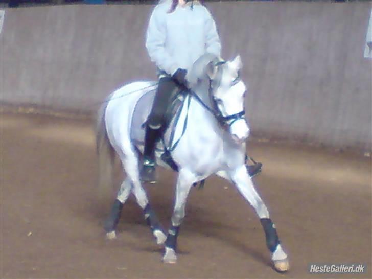 Welsh Pony (sec B) Freja billede 18