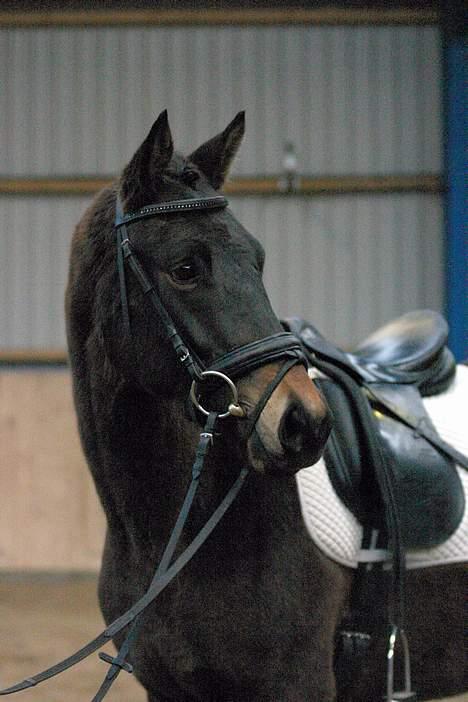 Trakehner Agacan H RIP billede 3