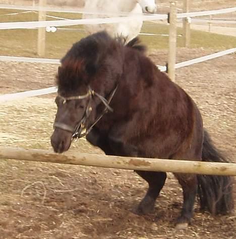 Shetlænder Sofus *Solgt*  - Sofus springer hen og siger hej til dig, han spørger dig om du ikke vil ligge en karakter og en kommentar :)? billede 1