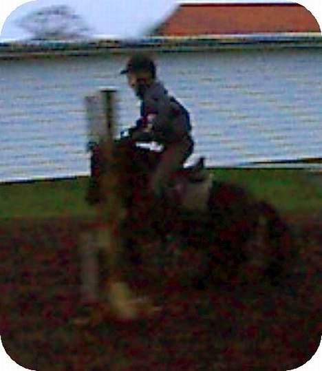 Shetlænder Sofus *Solgt*  - Mig og Sofus springer :) billede 2