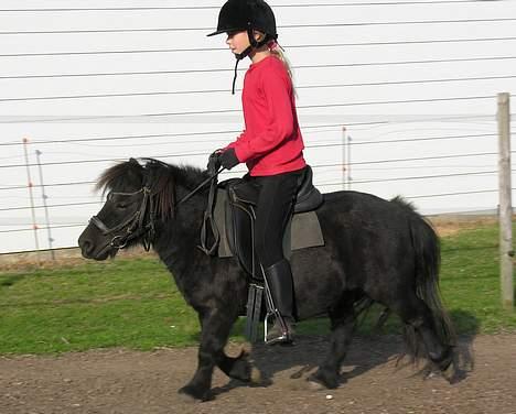 Shetlænder Sofus *Solgt*  - Sofus og Nana :) billede 3