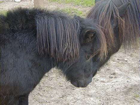 Shetlænder Sofus *Solgt*  - Sofus kysser med Tarzan, han er den foreste :) billede 4