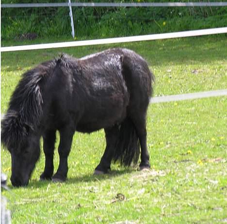 Shetlænder Sofus *Solgt*  billede 5