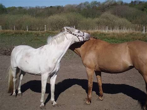 Anden særlig race Toscha R.I.P   - Toscha og Jackie (min nye pony) nusser <3 billede 2