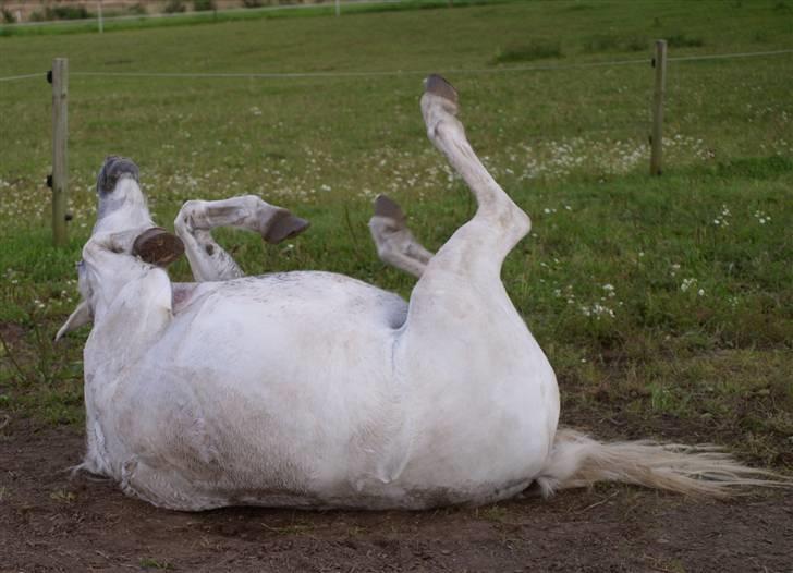 Anden særlig race Toscha R.I.P   - Ahh, det er nu dejligt med en lille rulletur <3 Foto: Marie billede 4