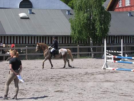 Knabstrupper sonnick"aflivet" - parat til start. mattsson billede 16