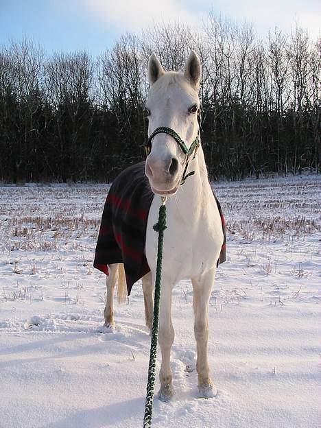 Anden særlig race Charlie billede 4