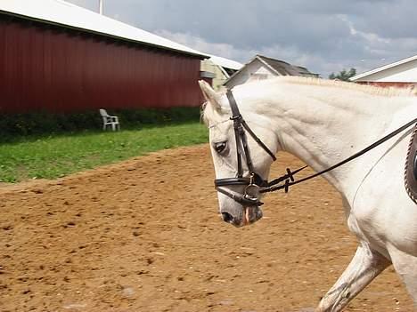 Anden særlig race Charlie billede 5