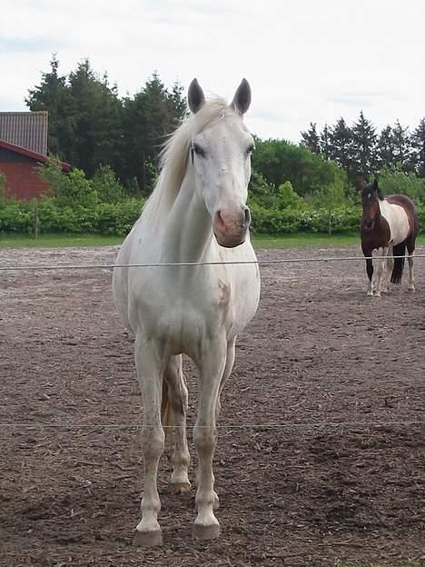 Anden særlig race Charlie billede 6