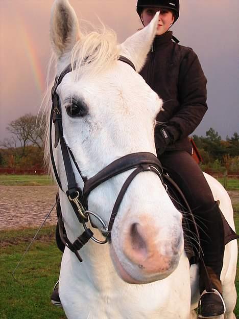 Anden særlig race Charlie billede 12