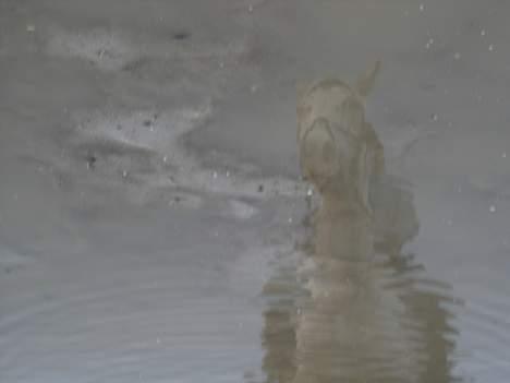 Appaloosa Spotlight / red / - os i et spejlbilled billede 6