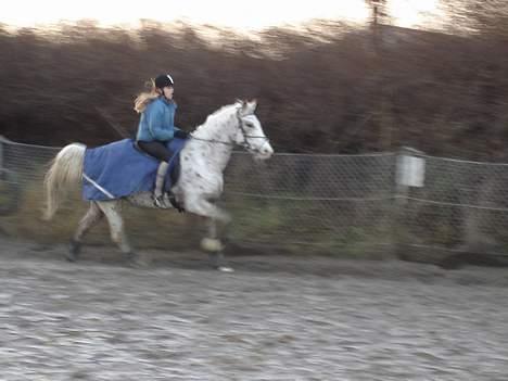 Appaloosa Spotlight / red / - ful galop der ud af  billede 8